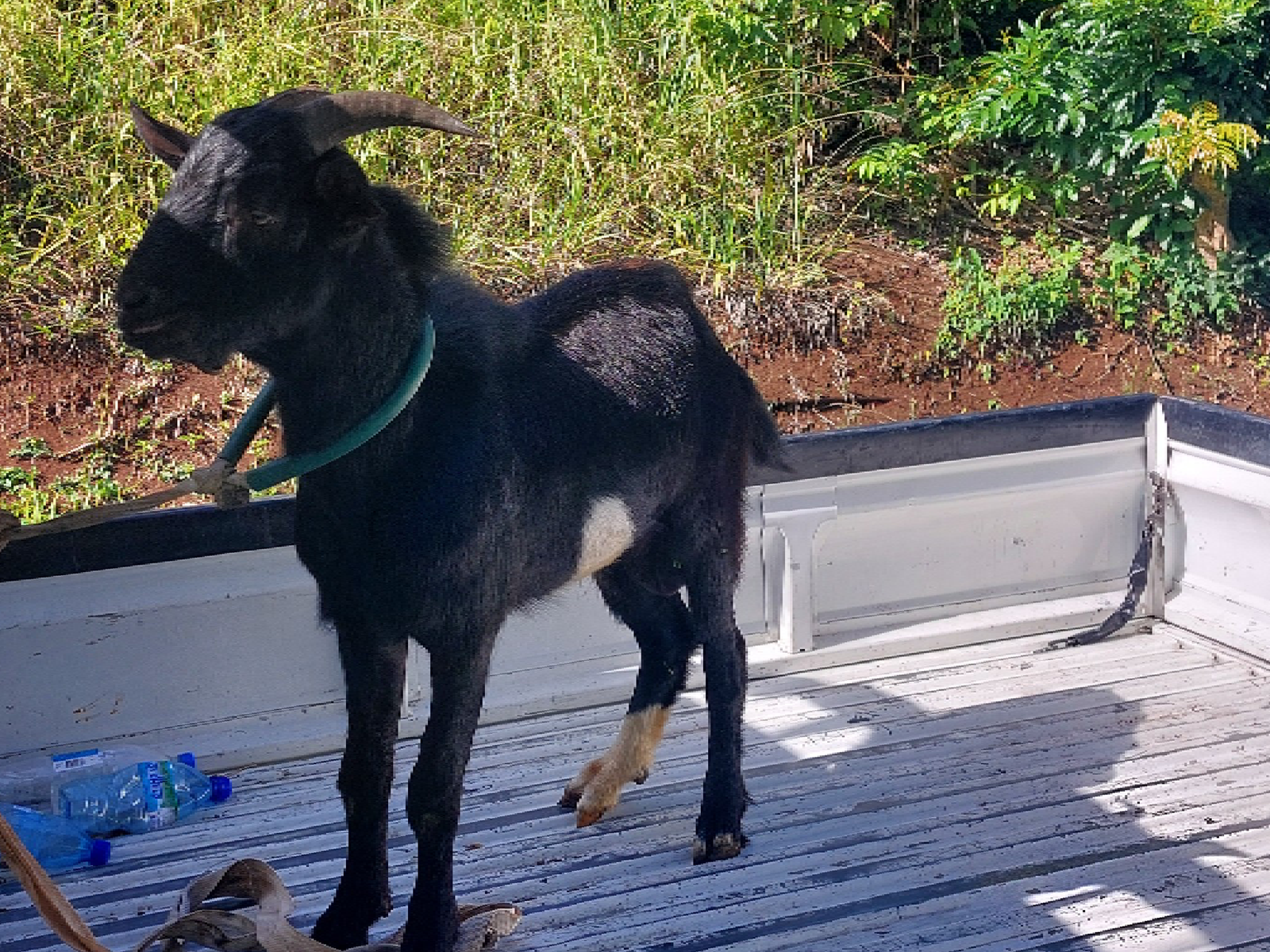 Image gallery marquee